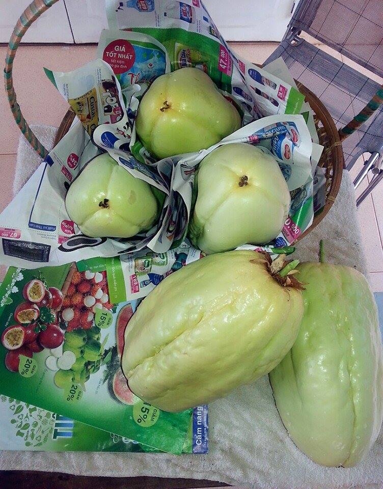 [-]Dưa[-]gang[-]Tây[-]rất[-]dễ[-]trồng